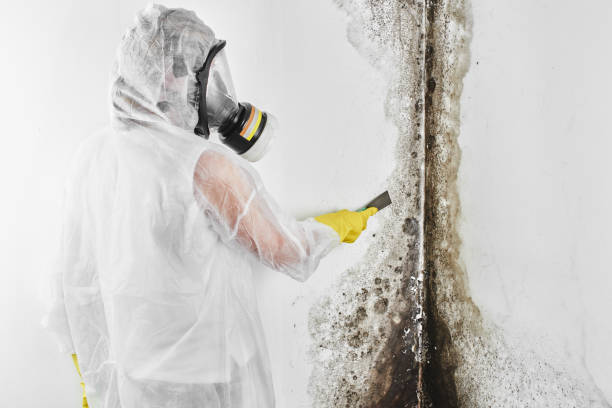 Best Residential Mold Removal  in Nogales, AZ