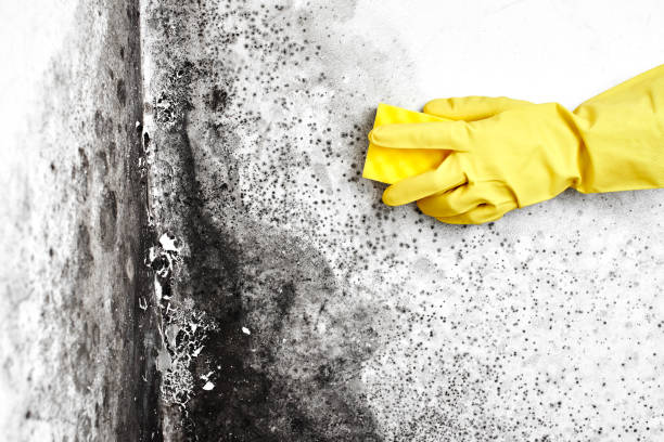 Best Mold Testing  in Nogales, AZ