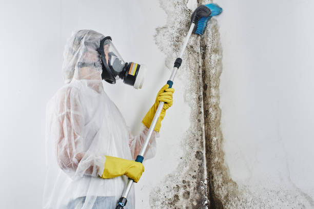 Best Attic Mold Removal  in Nogales, AZ