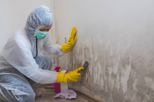 Best Mold Damage Repair  in Nogales, AZ