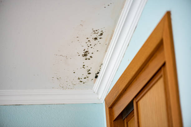 Best Attic Mold Removal  in Nogales, AZ