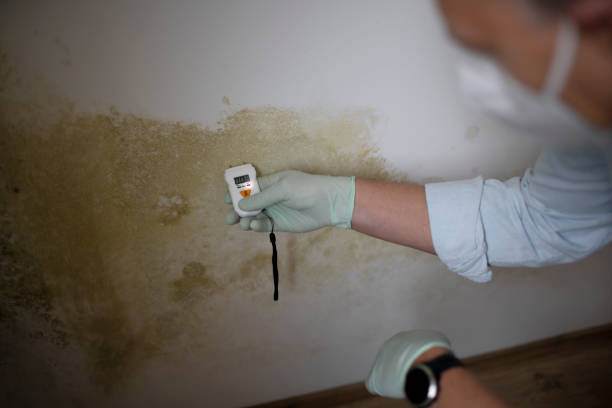 Best Commercial Mold Removal  in Nogales, AZ