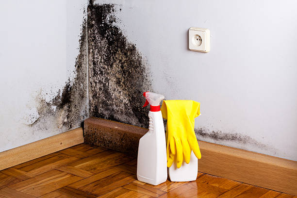 Best Home Mold Removal  in Nogales, AZ