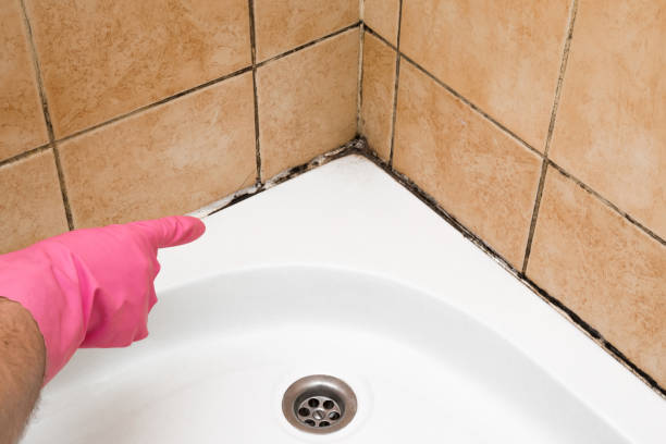 Best Toxic Mold Removal  in Nogales, AZ